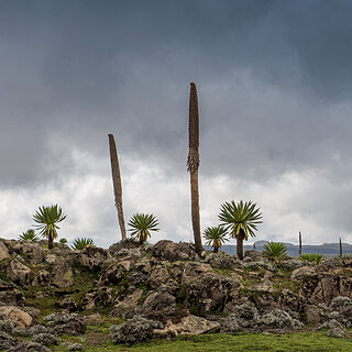 Bale Mountains - Sanetti - Giant lobelia